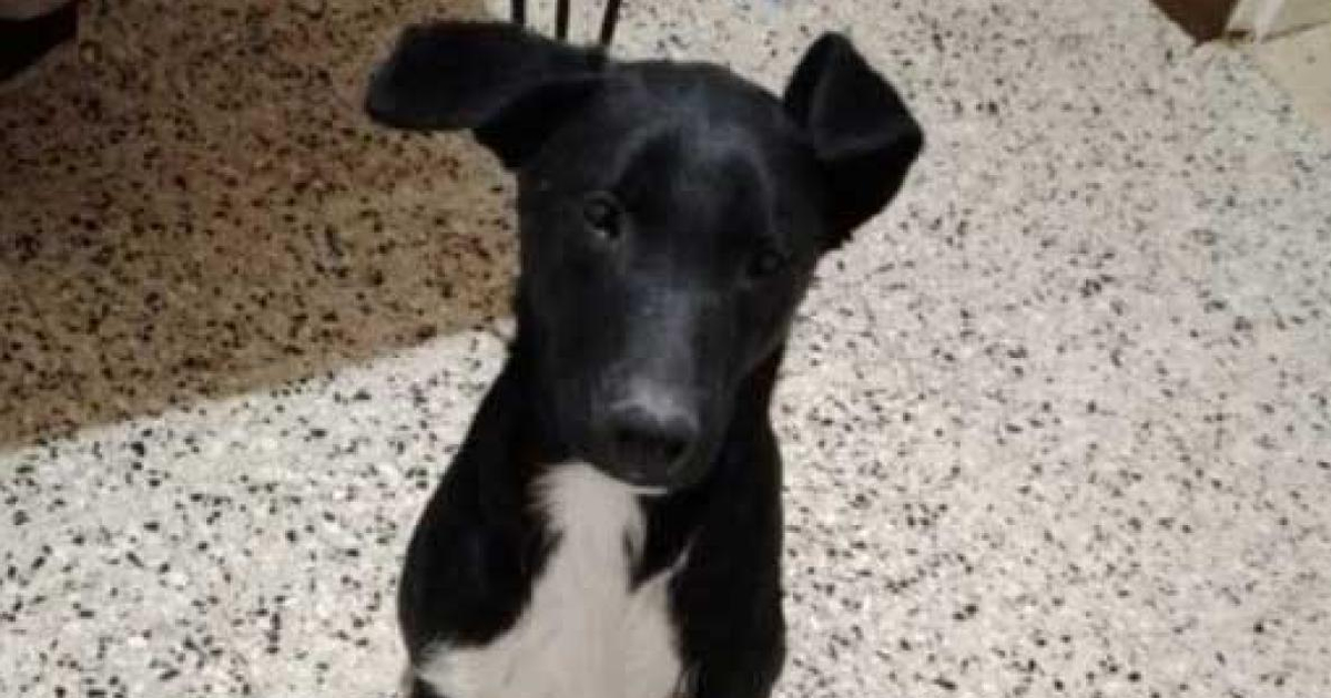 Justicia por Juanito: La lucha de una familia y la sociedad pampeana por el fin del maltrato animal